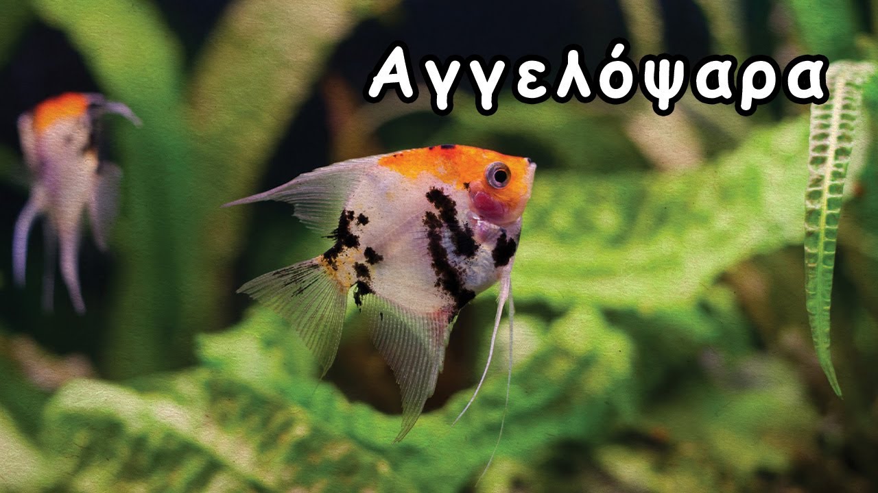 Αγγελόψαρα (Angelfish) – Φροντίδα & Γενικές Πληροφορίες