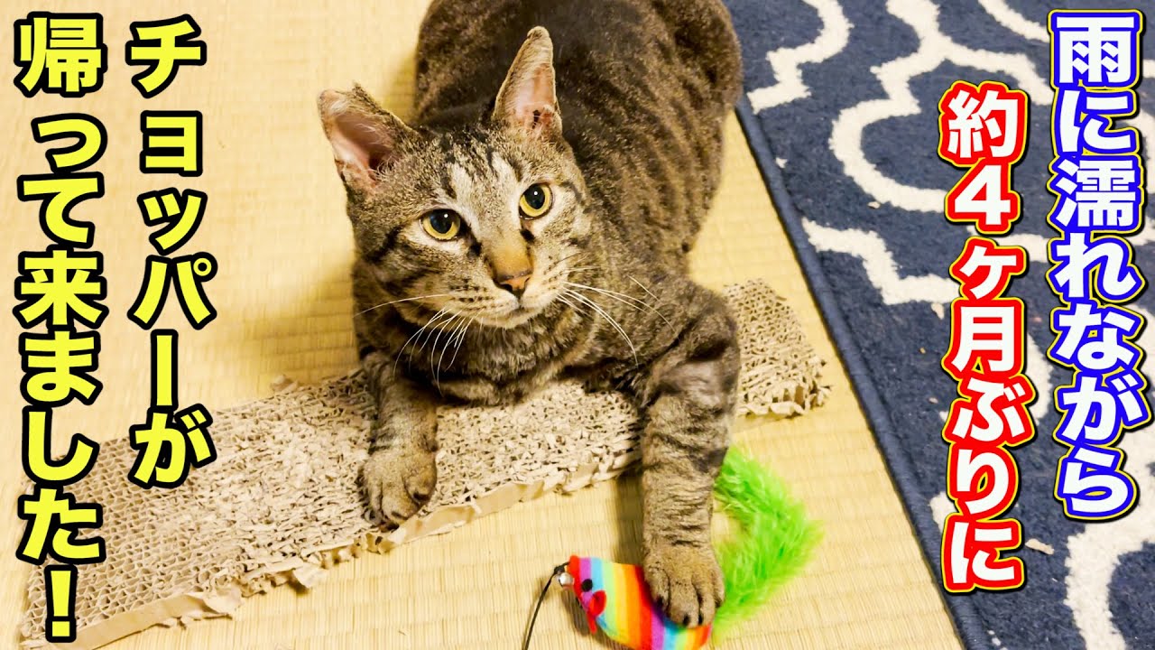 雨に濡れながら約4ヶ月ぶりにチョッパーが帰って来ました！ #猫 #元野良猫 #猫のいる暮らし #cat