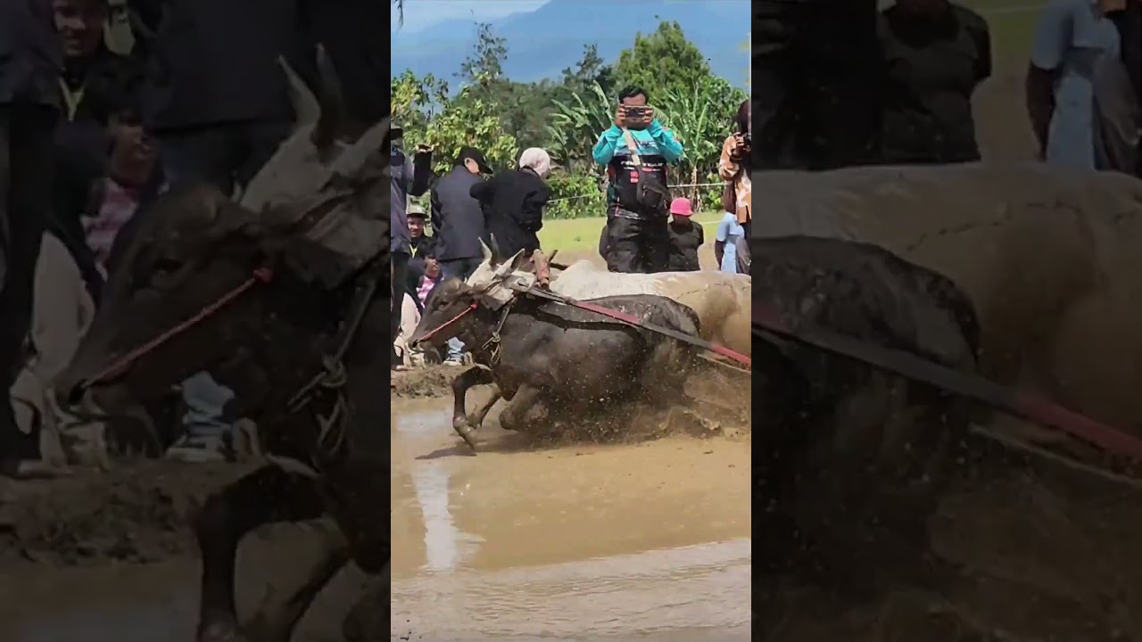 Minangkabau&rsquo;s Wild Bull Race You&rsquo;ve Never Seen! #PacuJawi #Minangkabau #WestSumatra #Indonesian