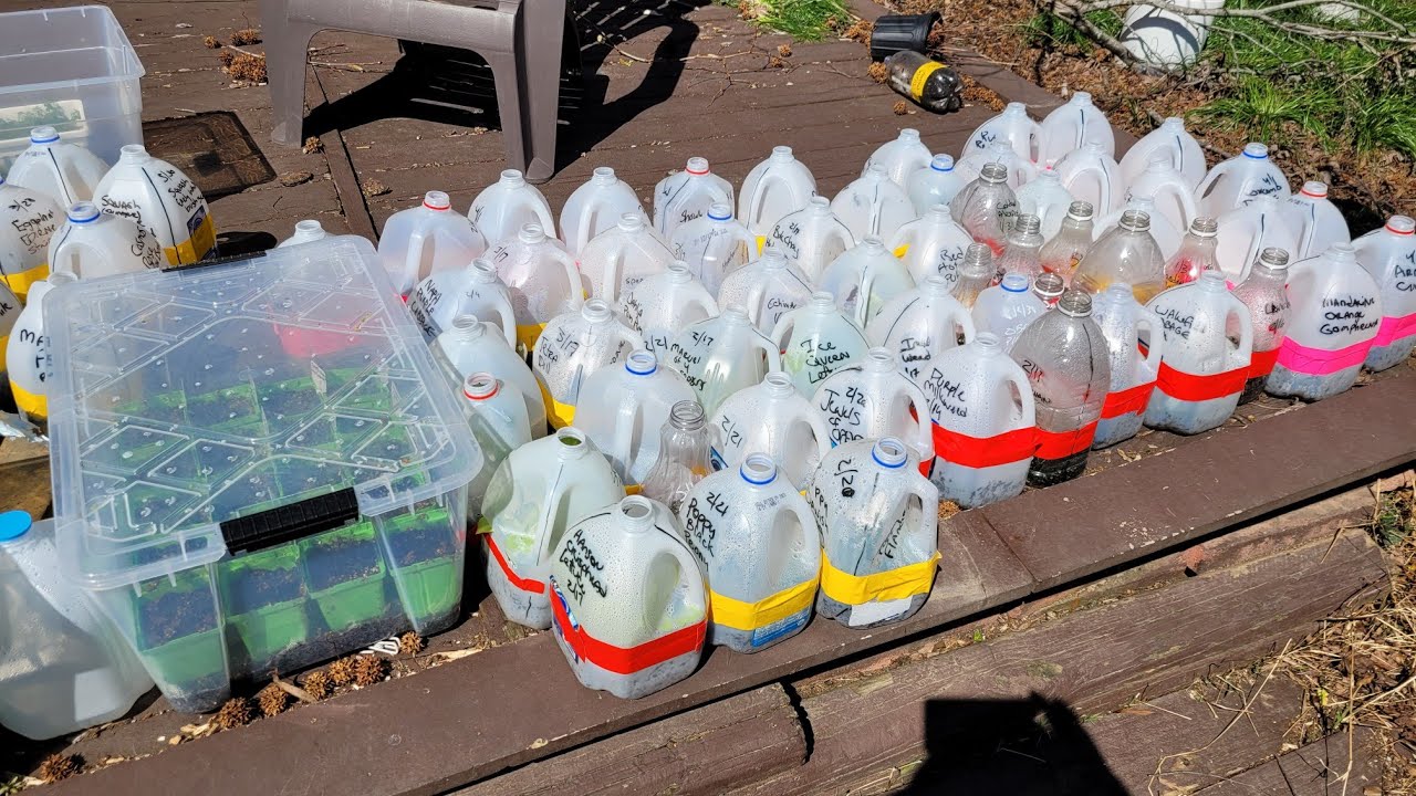 Winter Sowing update, including tote experiment
