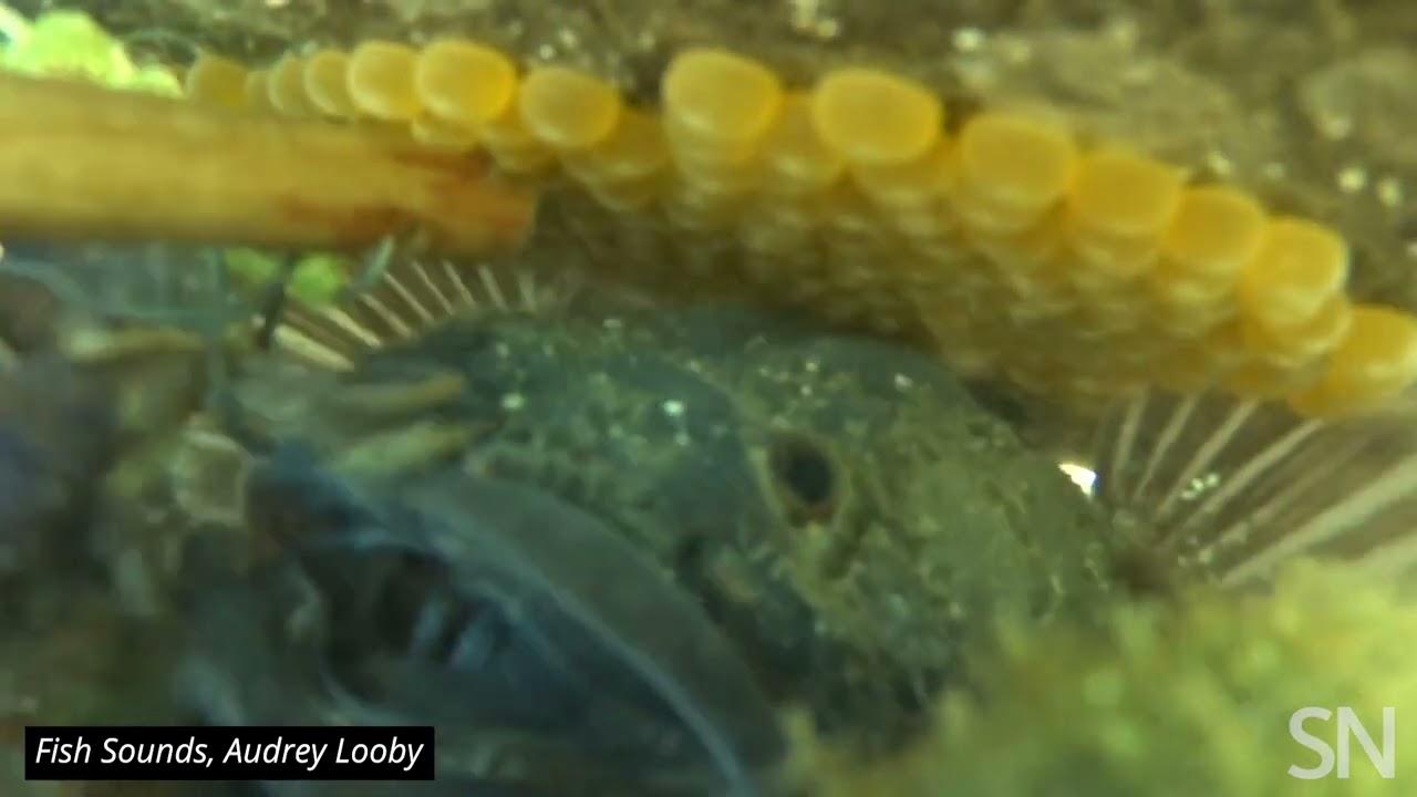 Hear a plainfin midshipman fish growl | Science News