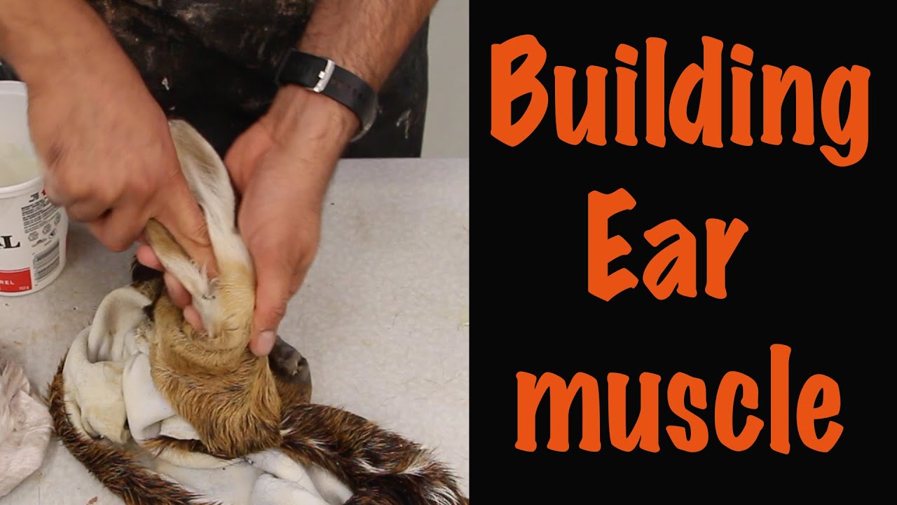 Building the muscle on Ear liner. How to video. Art of Taxidermy