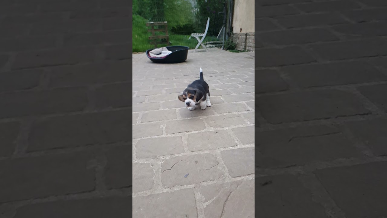 chiot beagle so cute