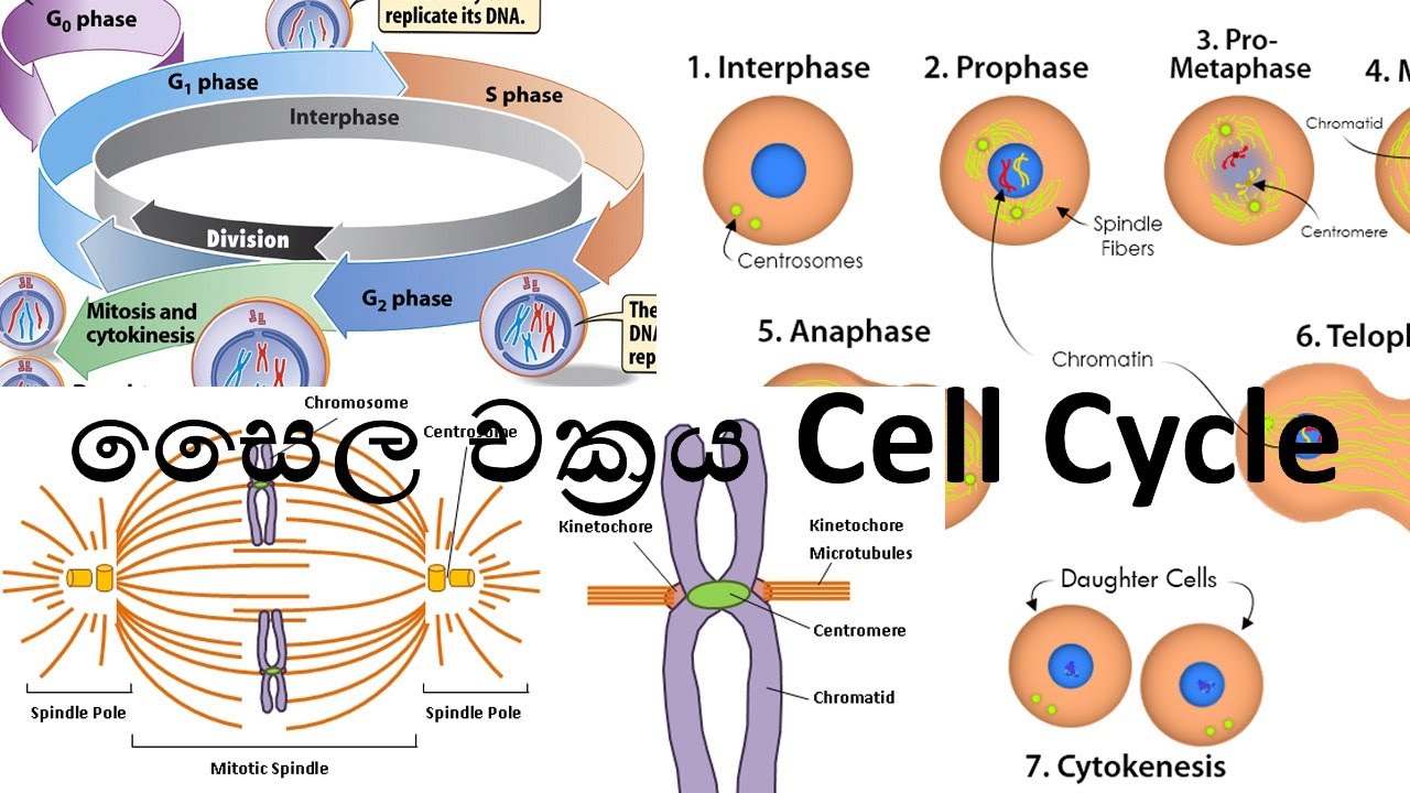 සෛල චක්‍රය Cell Cycle | AL biology lessons in sinhala - biology 2021/2022 live stream biology