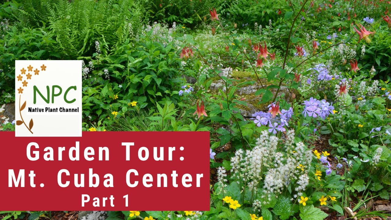 Native Plant Garden Tour-Mt. Cuba Center! #nativeplants #nativeplantsforshade #sustainablegarden