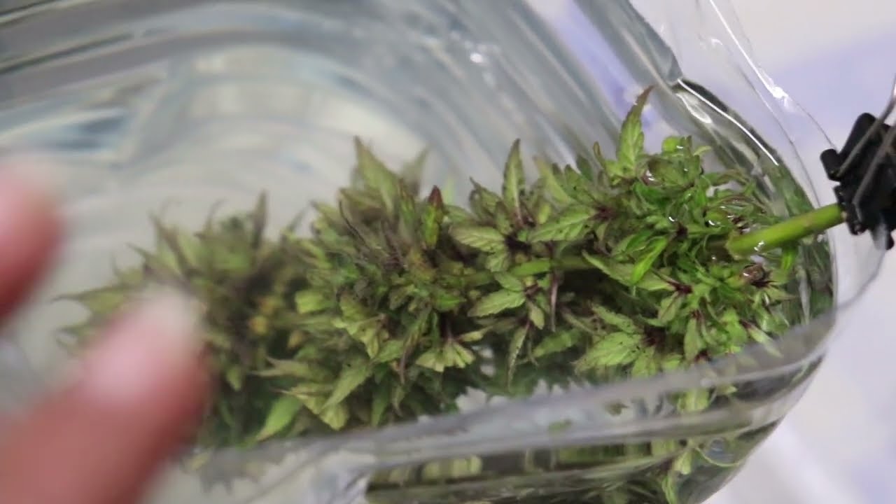 Lavado de Cogollos | C&Oacute;MO Limpiar CULTIVO