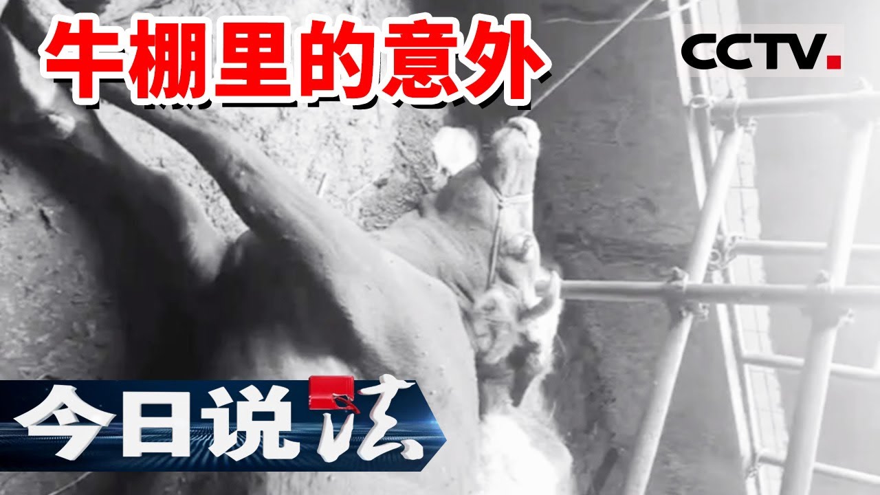 《今日说法》小山村的牛棚里 突然躁动不安 3头牛陆续死亡 究竟是什么原因？20231116 | CCTV今日说法官方频道