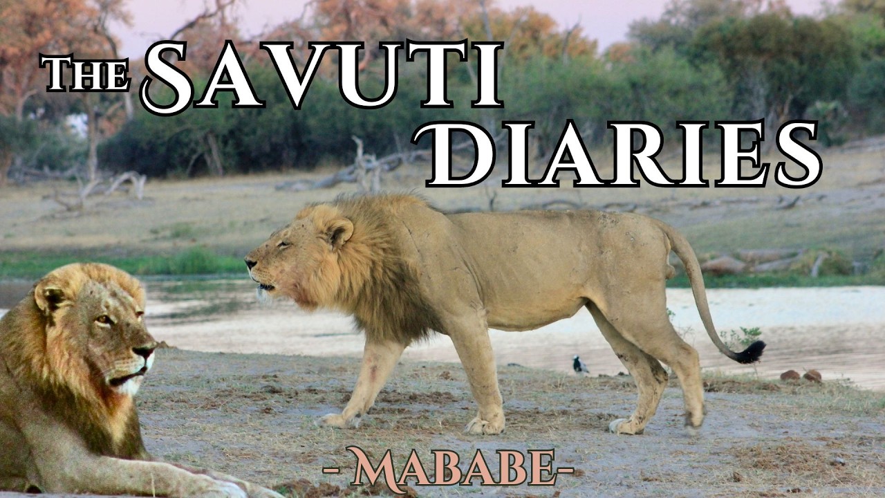Camping Among Lions in Botswana's Savuti Region | Mababe Community Adventure