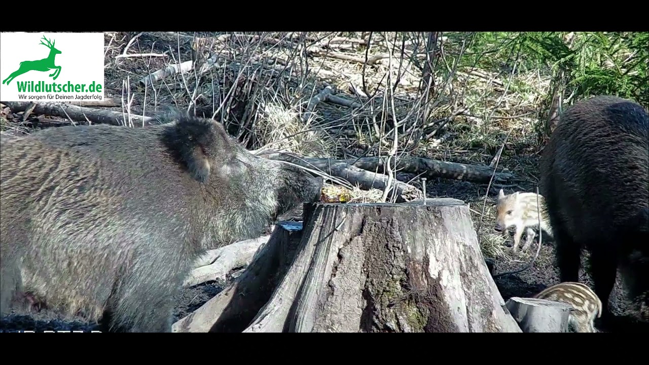 Wildlutscher Lockmittel f&uuml;r Schwarz  und Schalenwild