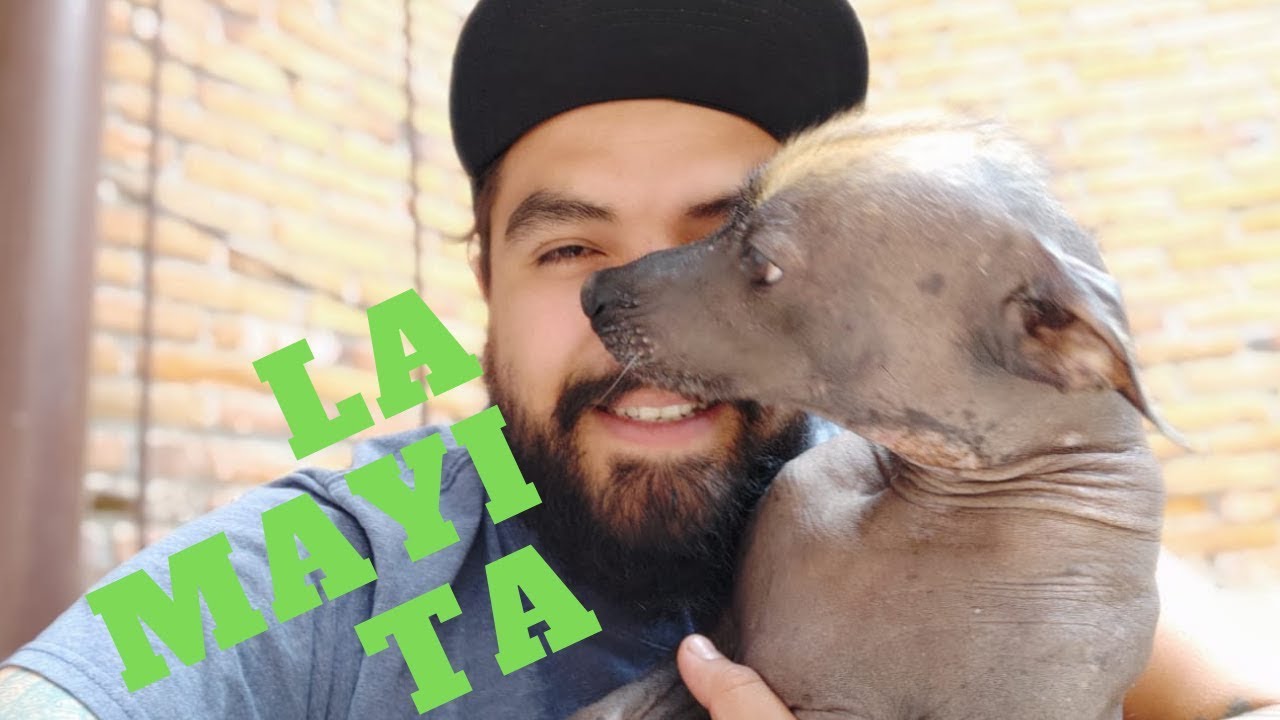 CUIDADO DE LA PIEL DE MIS XOLOITZCUINTLES - LIJA Y MAYA