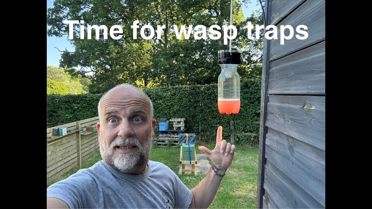 Wasp trap