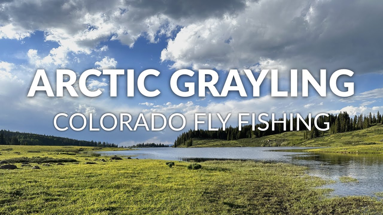 Chasing Arctic Grayling in a Colorado Alpine Stream! | FLY FISHING COLORADO