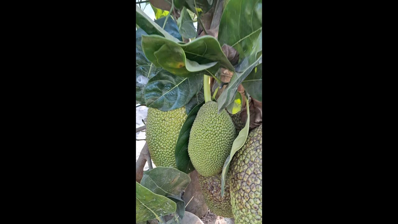১০ মাসে ফল ধরে বারমাসি আঠাবিহিন কাঁঠাল।#Akhlas#Jackfruits#কৃষি