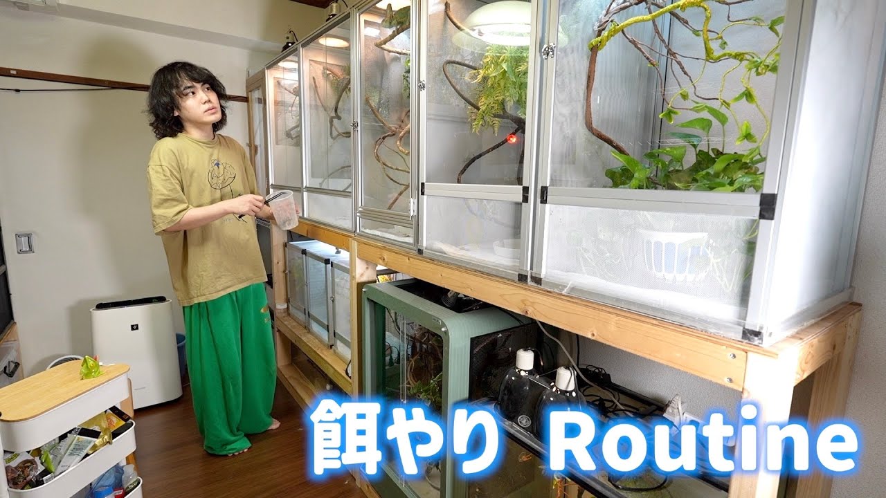 30匹以上の爬虫類と暮らす男の餌やりルーティン
