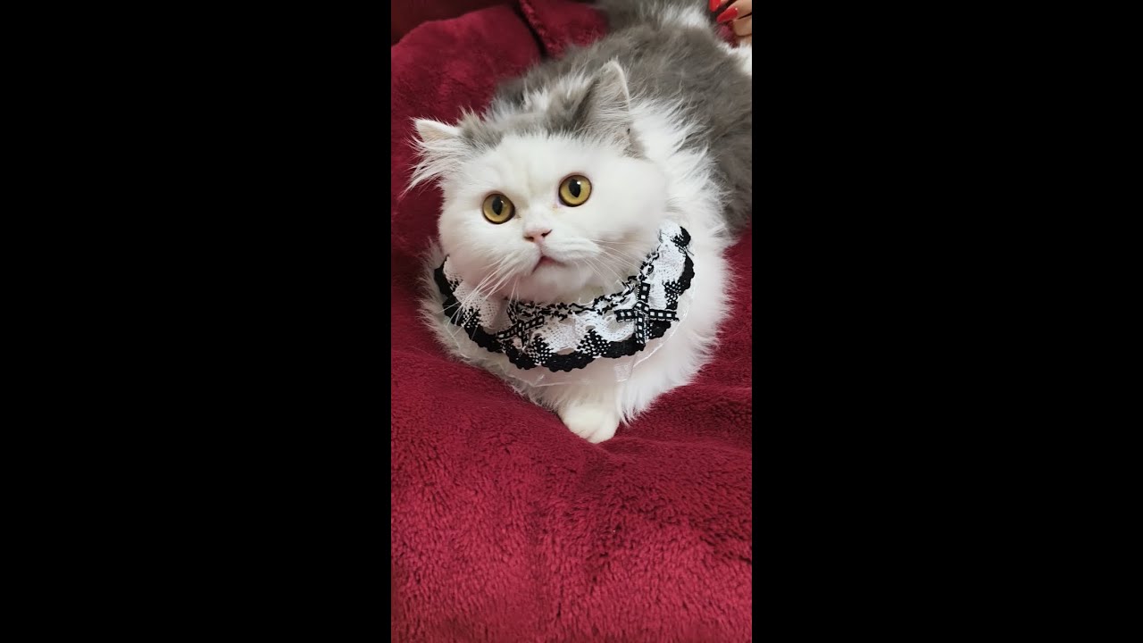 ASMR Cat Spa No Talking   Intense Ear Cleaning, Face Massage & Paw Wash Triggers 4K（E19）