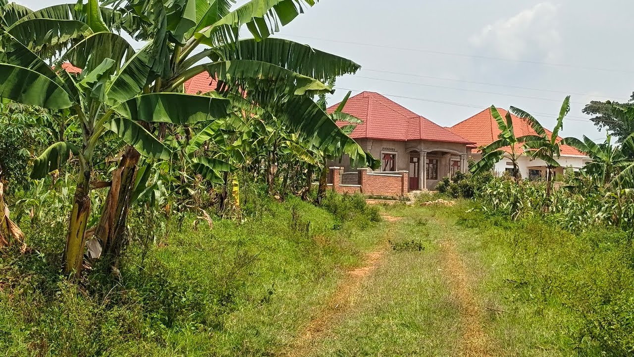 NGIZO IMARI ZIGENDERA, MBAZANIYE INYAMATA IMPANDE YO KURI ARRETE NEZA CYANE 0786779769