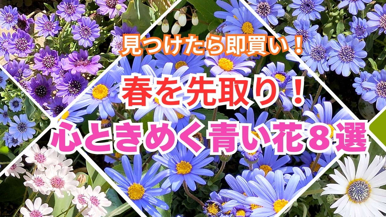 【ガーデニング】見つけたら即買い！ひと足早く春を楽しむ！可憐に咲く青い花8選の紹介！今植えるならコレ！プロから学ぶ！あしかがフラワーパーク・フラワーガーデン泉・ルーシーグレイ