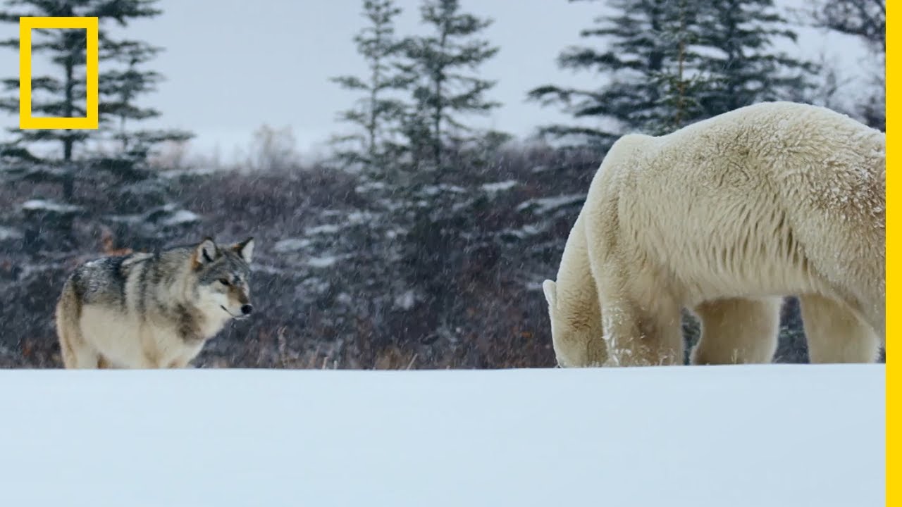Ours polaires et loups : colocataires de la baie d'Hudson