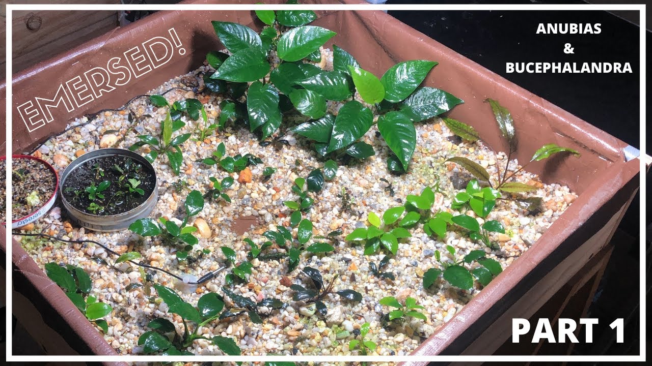 Let's Talk EMERSED BUCEPHALANDRA and ANUBIAS!