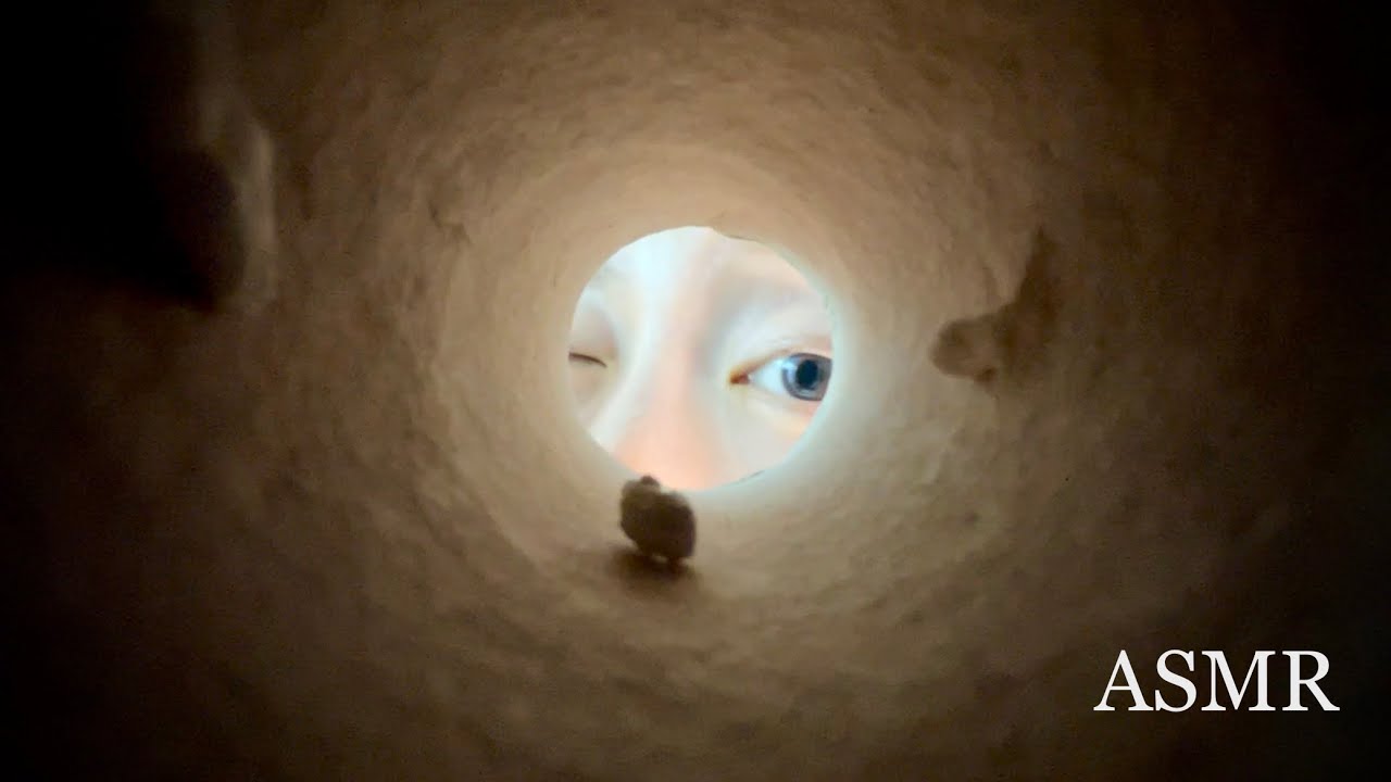 👁️ASMR👁️ Paper Roll Trigger | Foraging in the Toilet Paper Tube | Random Item Tapping & Scratching