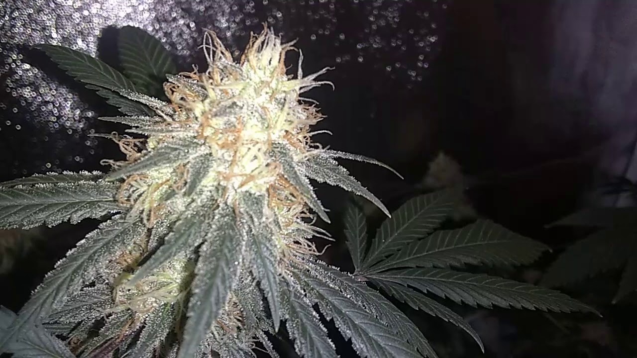 Star Dawg finishing up flowering.