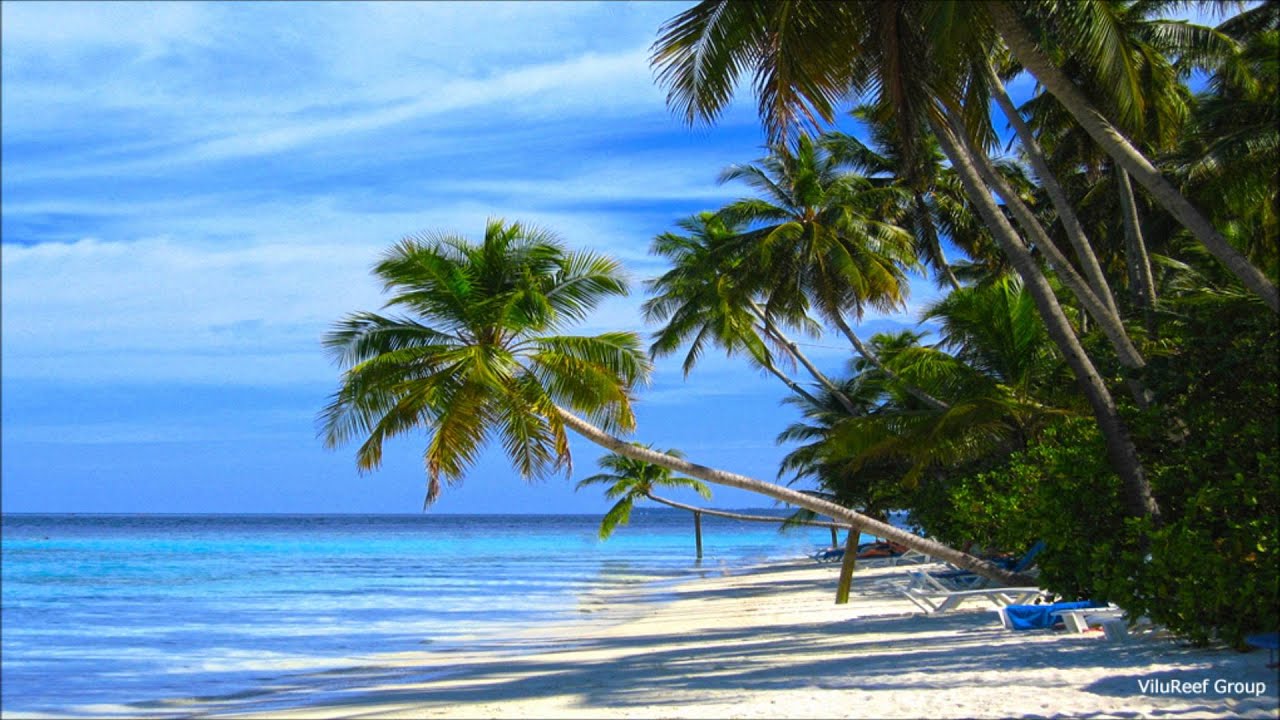 【NATURE SOUNDS】Birdsong on the beach