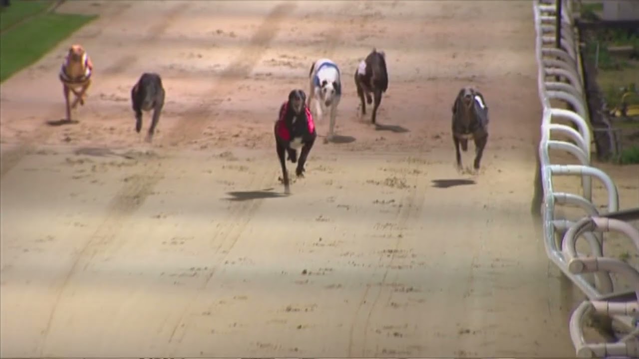2008 REGENCY FINAL - FLYING WINNER