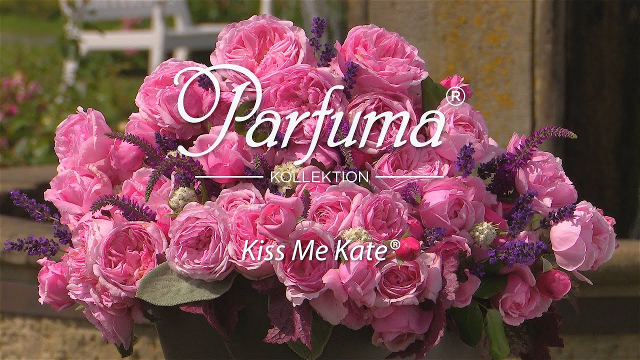 Sortenporträt Parfuma Duftrose 'Kiss Me Kate ® '