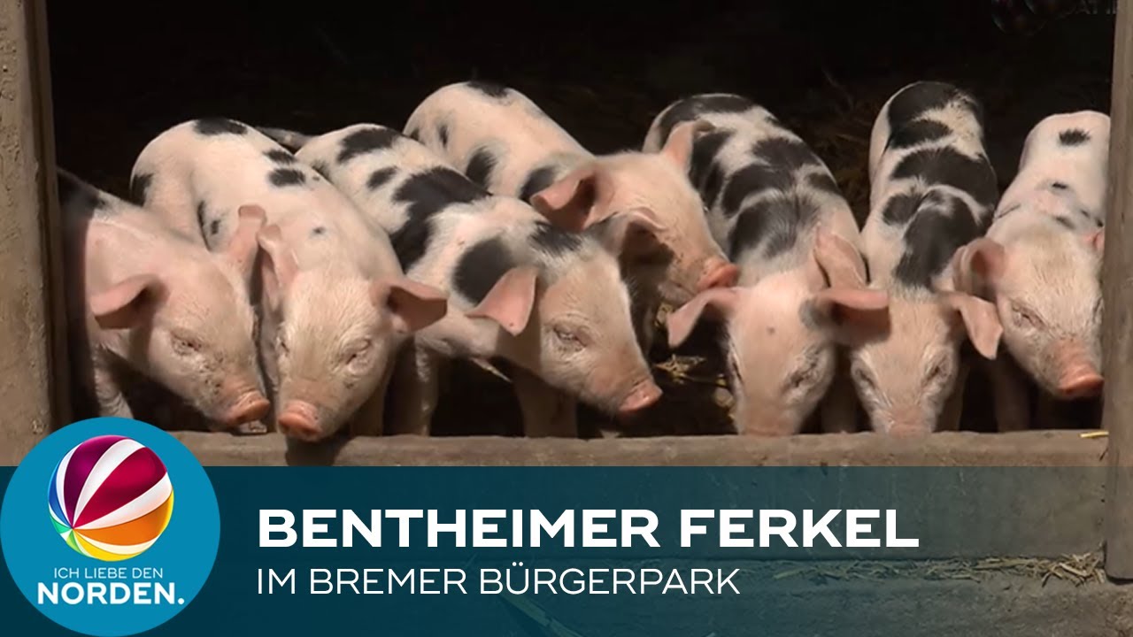 Bunte Bentheimer-Ferkel im Bremer B&uuml;rgerpark