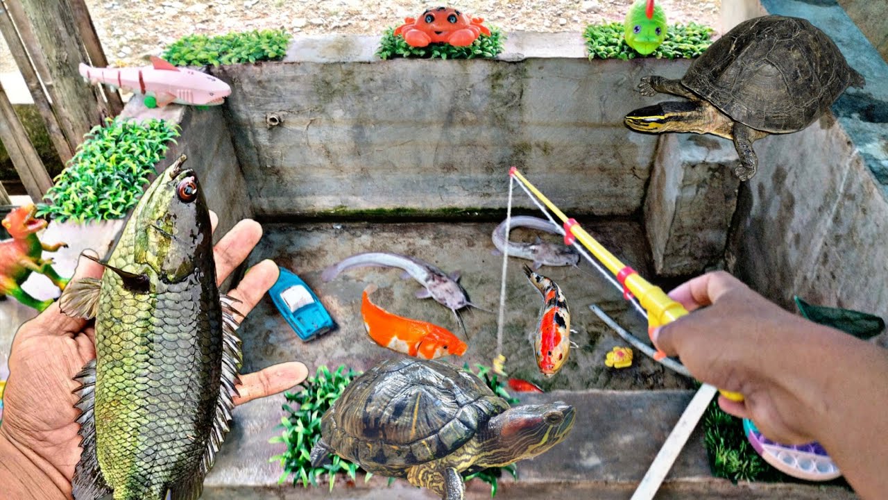Mancing ikan lele besar, ikan koi, ikan hias, ikan betok, ikan sepat, kura kura, udang