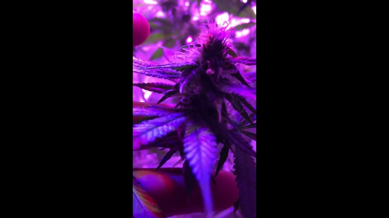 Week 4 white widow led grow update