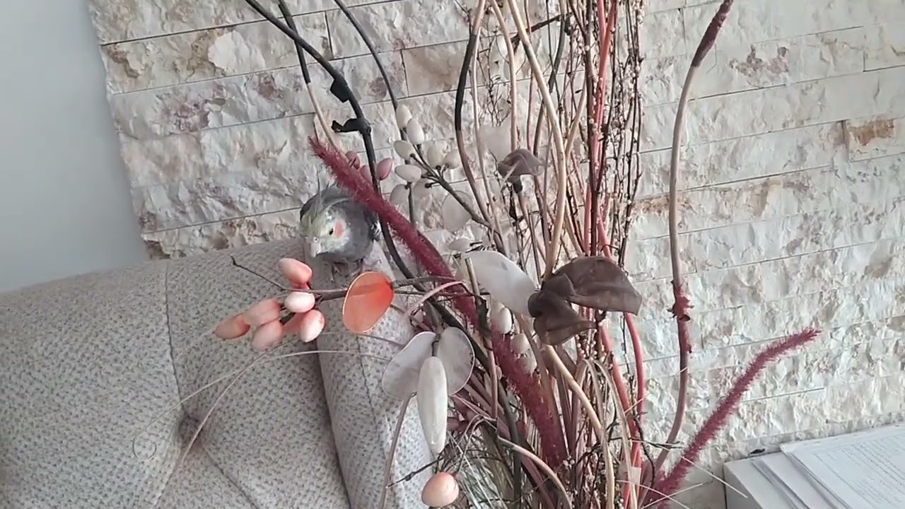 my bird very cute 🐦🐦❤#هلندی #birds #