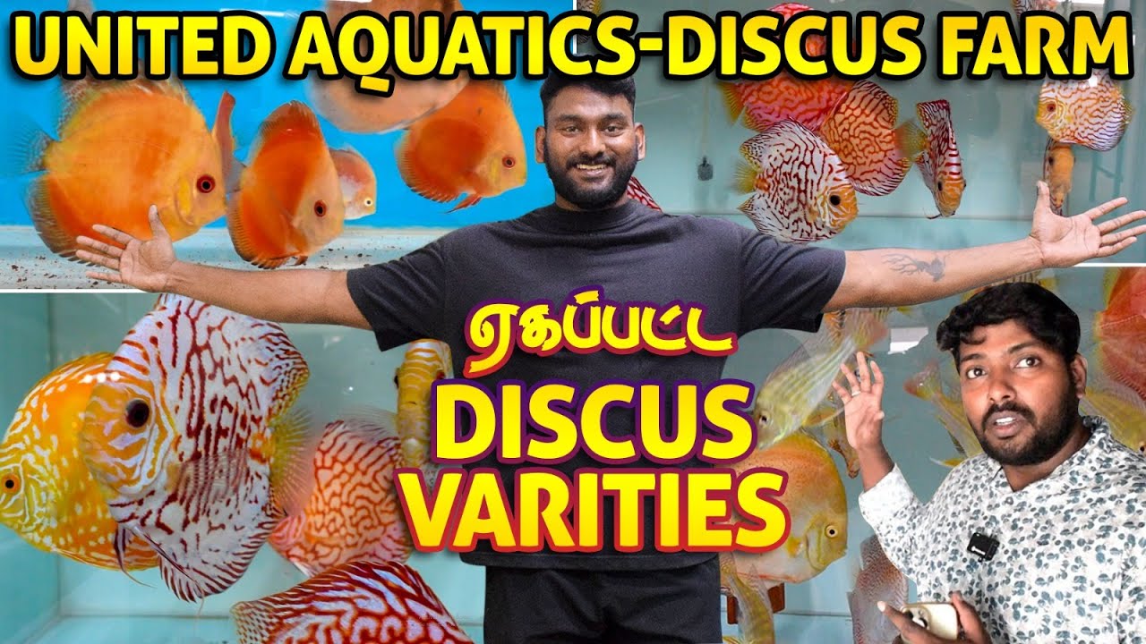 Best Discus Fish Farm in Chennai | High Quality Imported Discus Fishes | United Aquatics