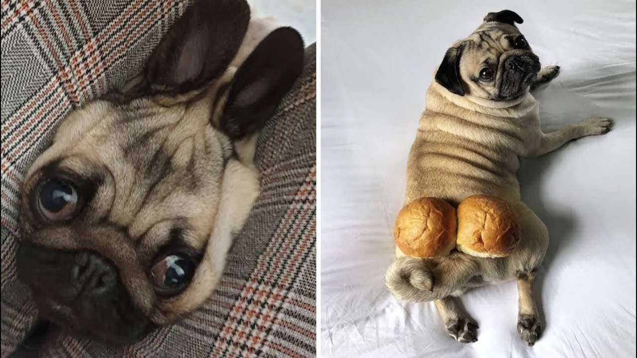 Made your day with these funny and cute Pug Puppy Videos Compilation - Pug Dog Funny Moments
