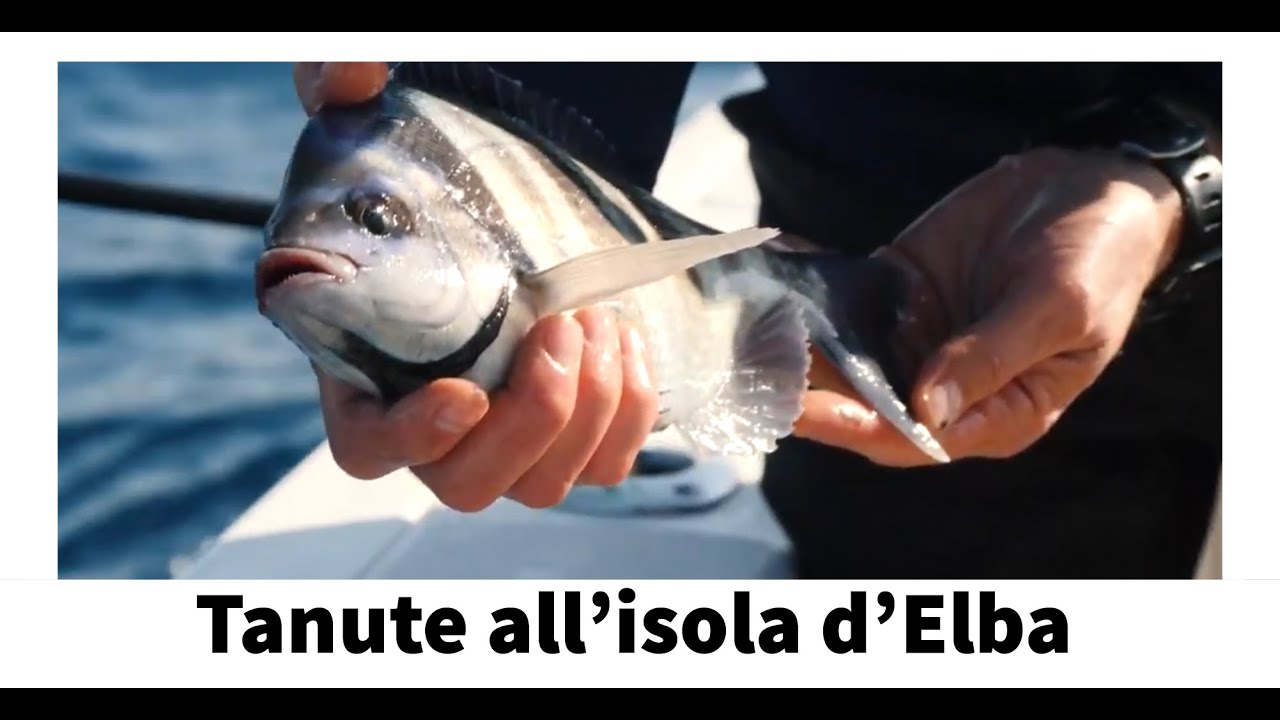 A tanute all'Isola d'Elba - Forme d'Acqua - Italian Fishing TV