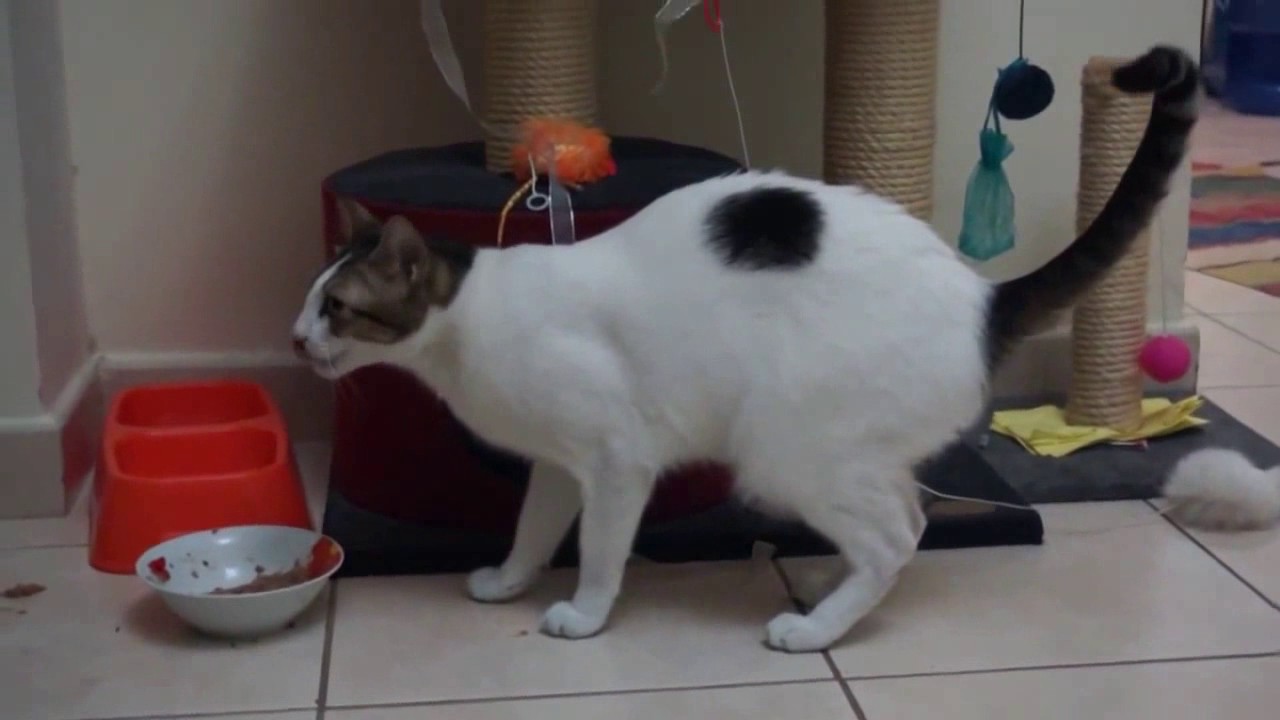 Funniest noisy cat ever! Bibi the talking cat eats with paws! Messy Eater!