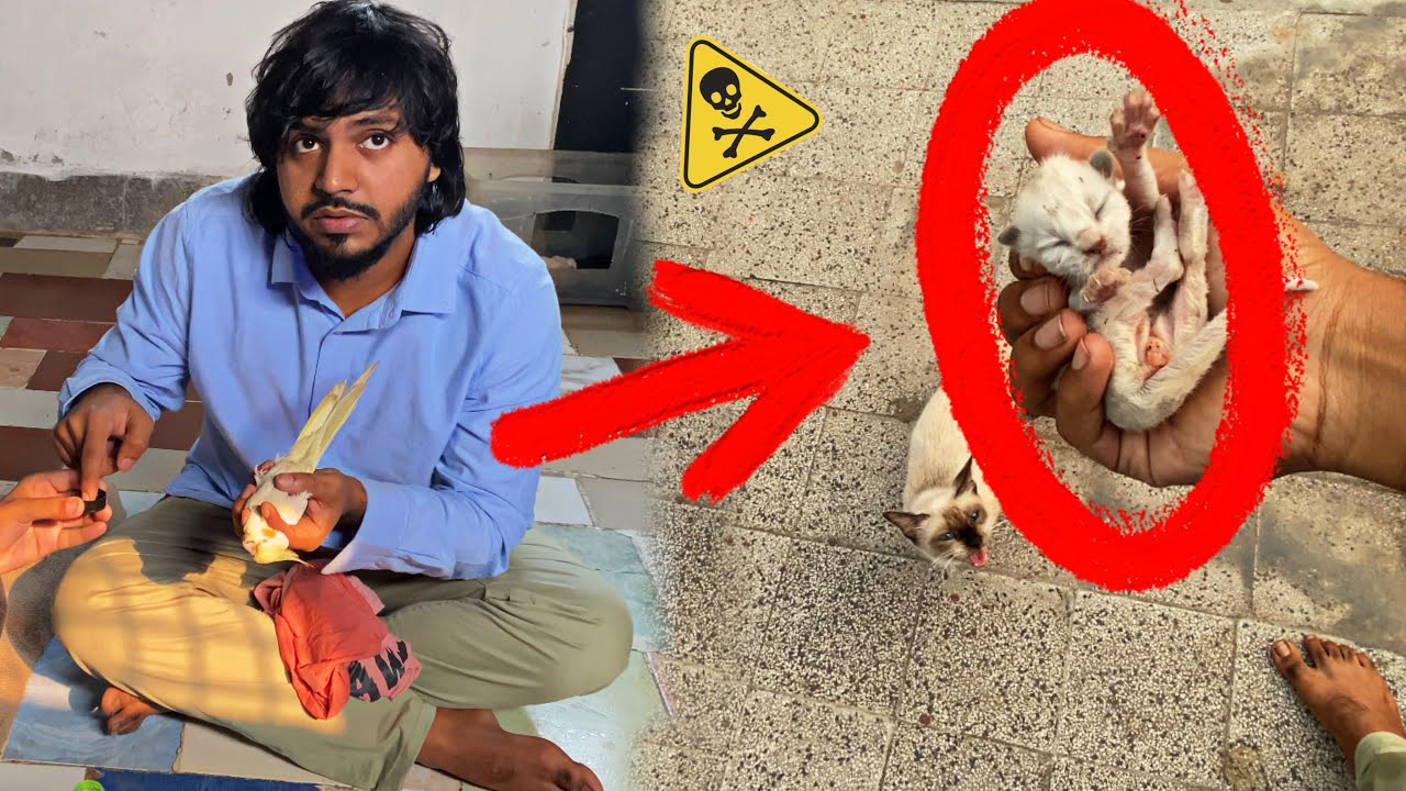 বিড়ালছানা দের কি হবে , টোনার পেটে ডিম আটকে গেছে l Doggo Sage l Pets & Animals