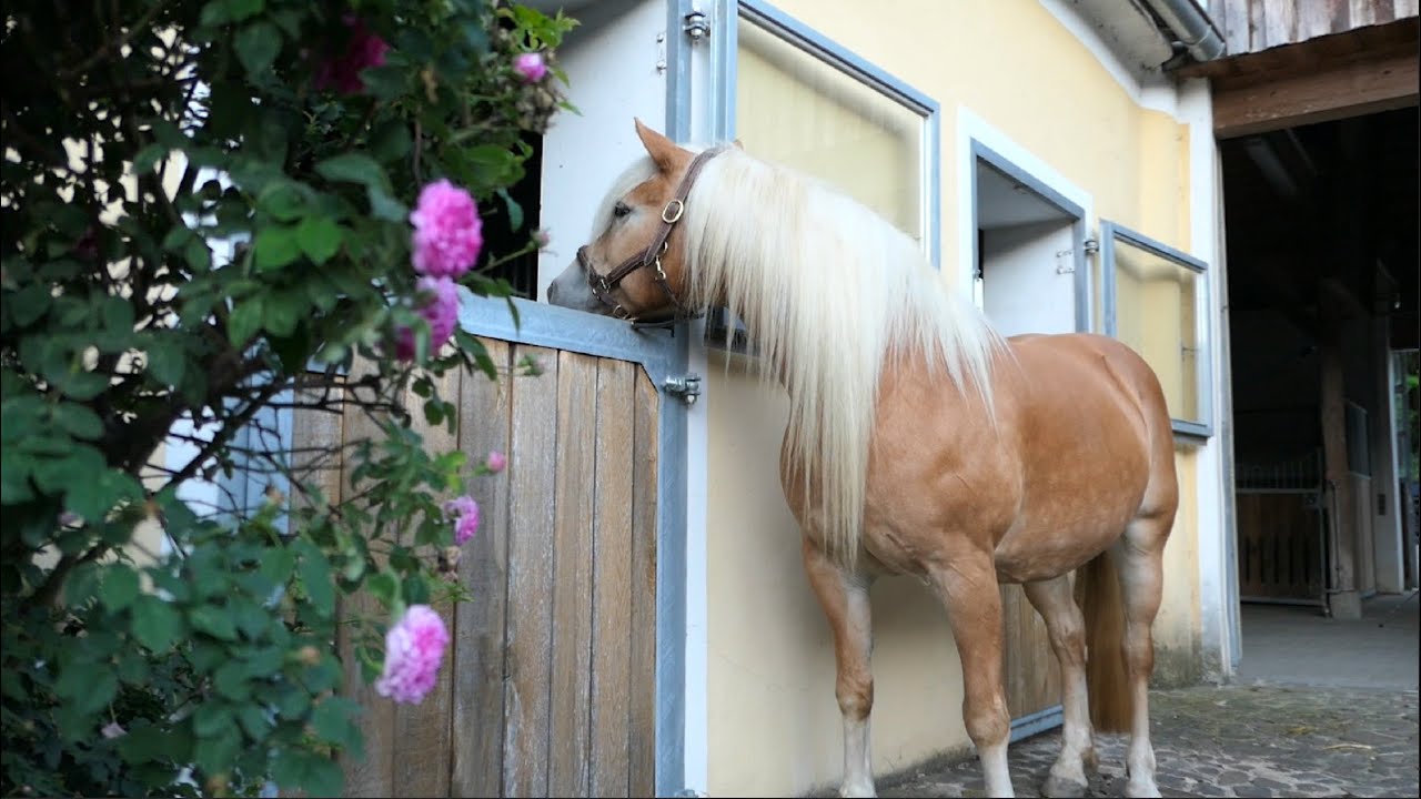Escada pr&auml;sentiert den Pferdestall ✮ Stalltour - hier wohnen meine Pferde