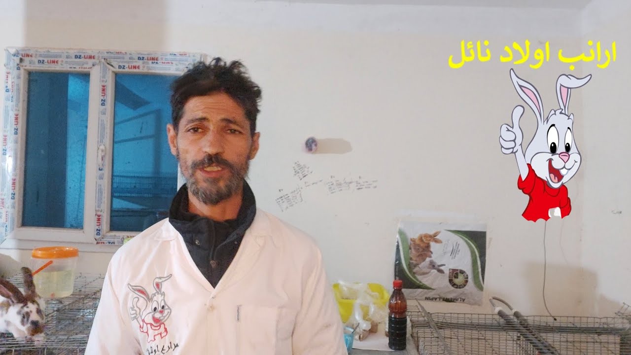 ميلاد الارانب . الاجراءات الميلاد الناجح. الاجهاض التحجر استعمال الطلق الصناعي و البديل بالاعشاب