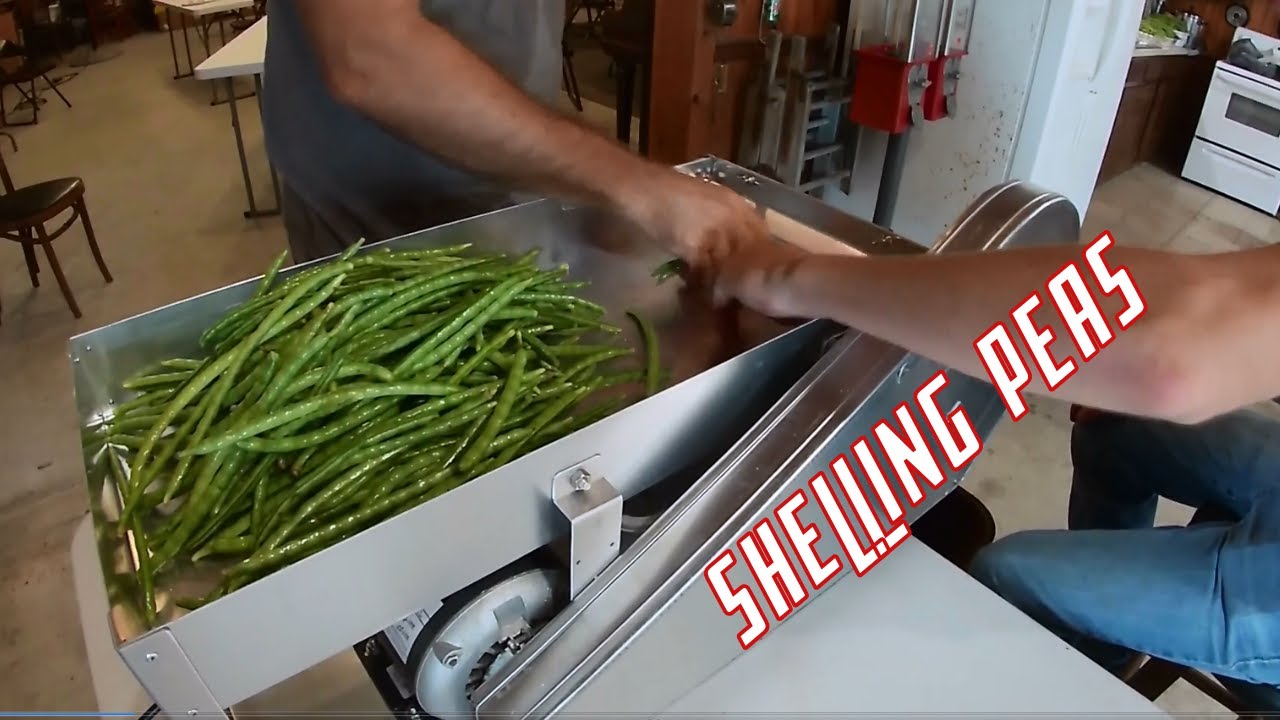 Shelling Peas With Taylor MFG Pea Sheller - Bullard Farms