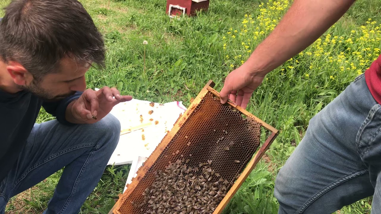 11.06.2021 Ardahan Posof Ana arı ve Oğul üretimi Yüksük den Bölme Ana Arı ,Oğul ,