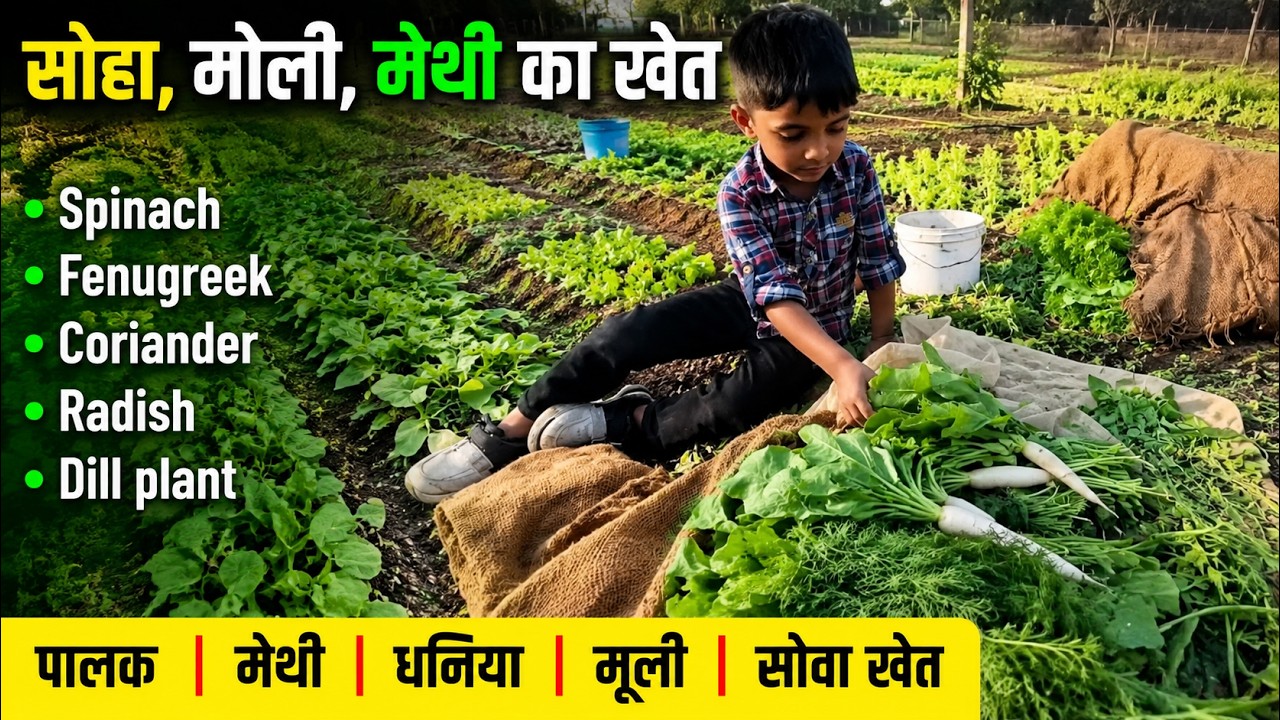 Spinach, Fenugreek, Coriander, Radish, Dill plant Farm | पालक, मेथी, धनिया, मूली, सोवा खेत | #farmer