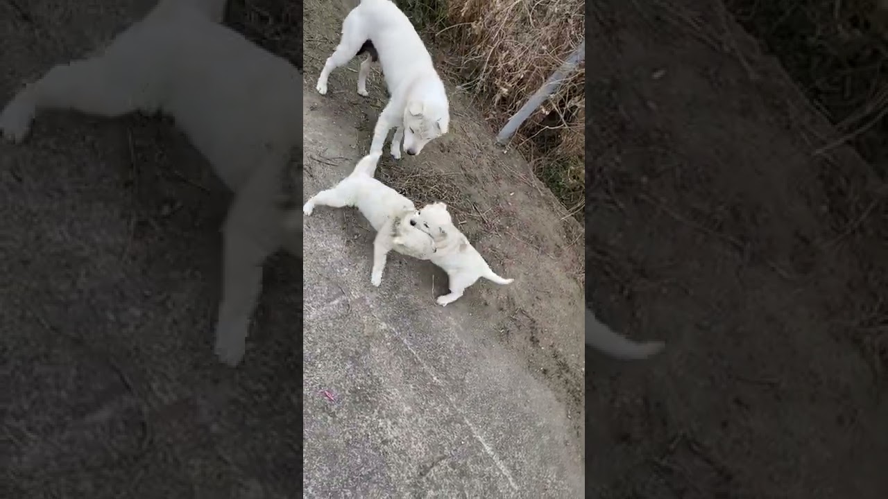 윤검사와 조교수 한국언론