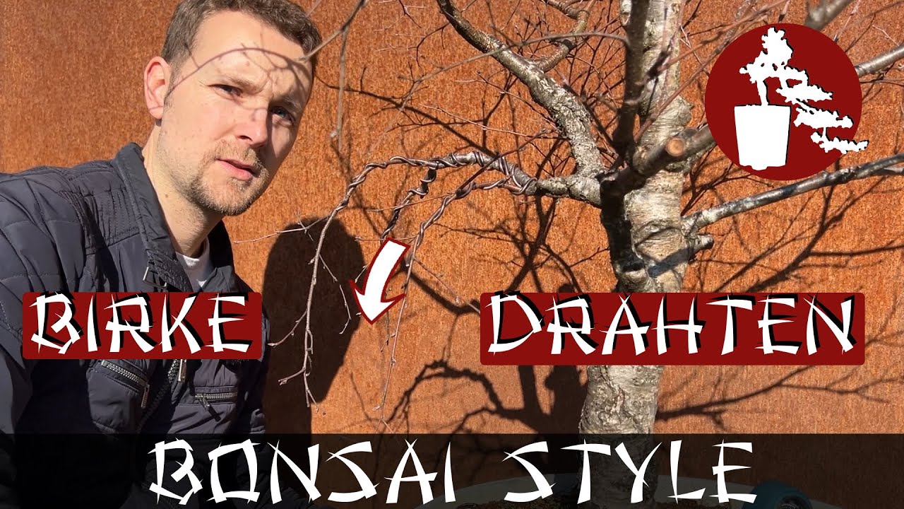 Birke drahten - Extreme Verwandlung | Birke (Betula) | #051 Bonsai Style