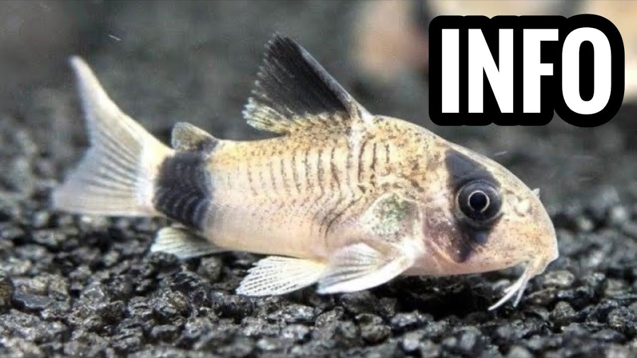Panda Cory Catfish Care - Corydoras Guide