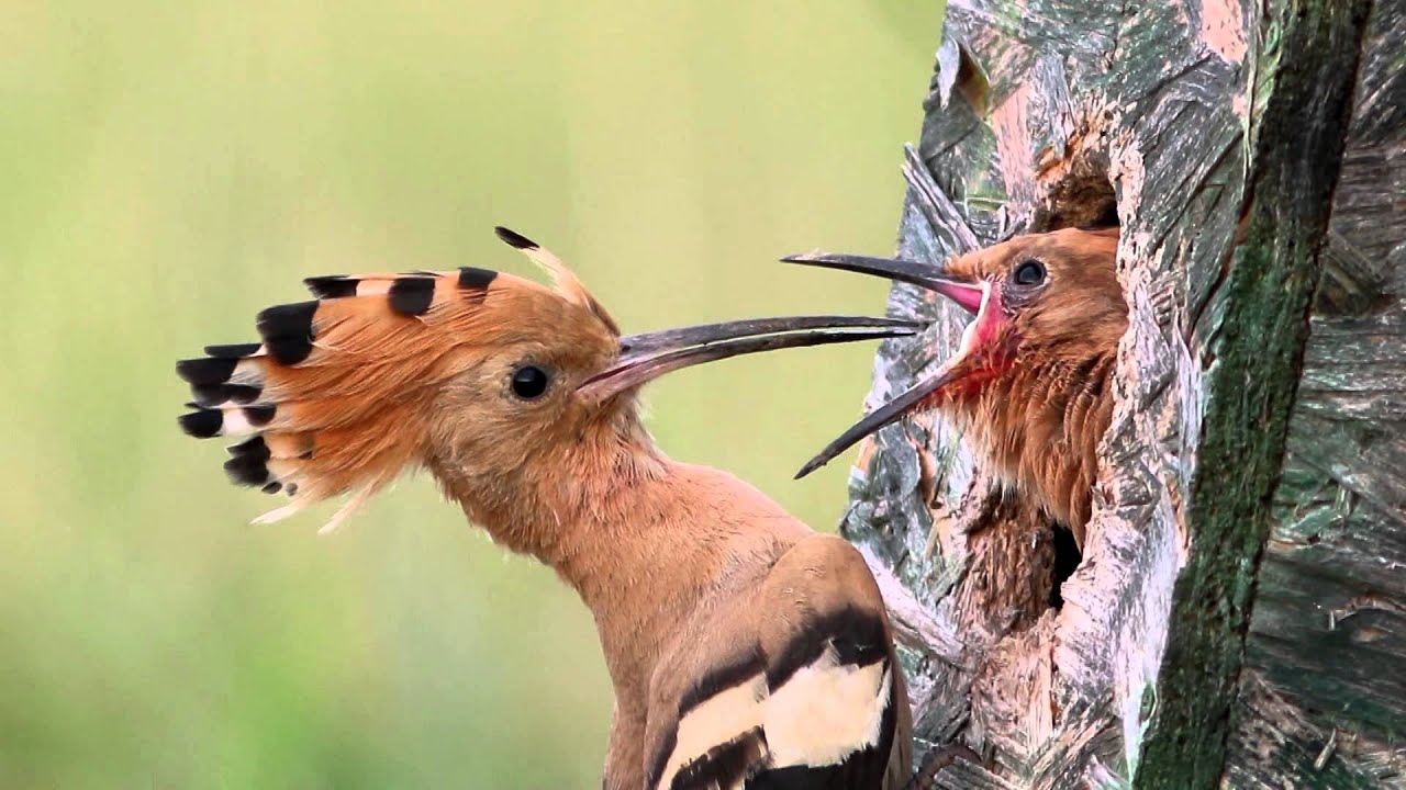 Búbos banka - Hoopoe - Upupa epops