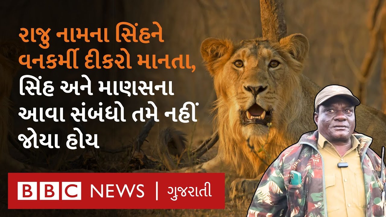 Asiatic lion : એક સિંહ વનકર્મીનો મિત્ર કેવી રીતે બની ગયો?  