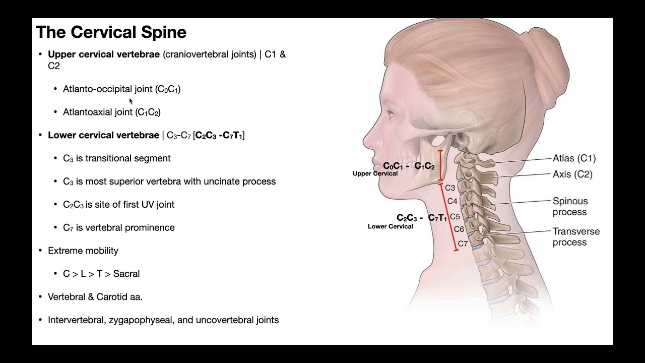 Cervical Lateral Flexion & Rotation BIOMECHANICS