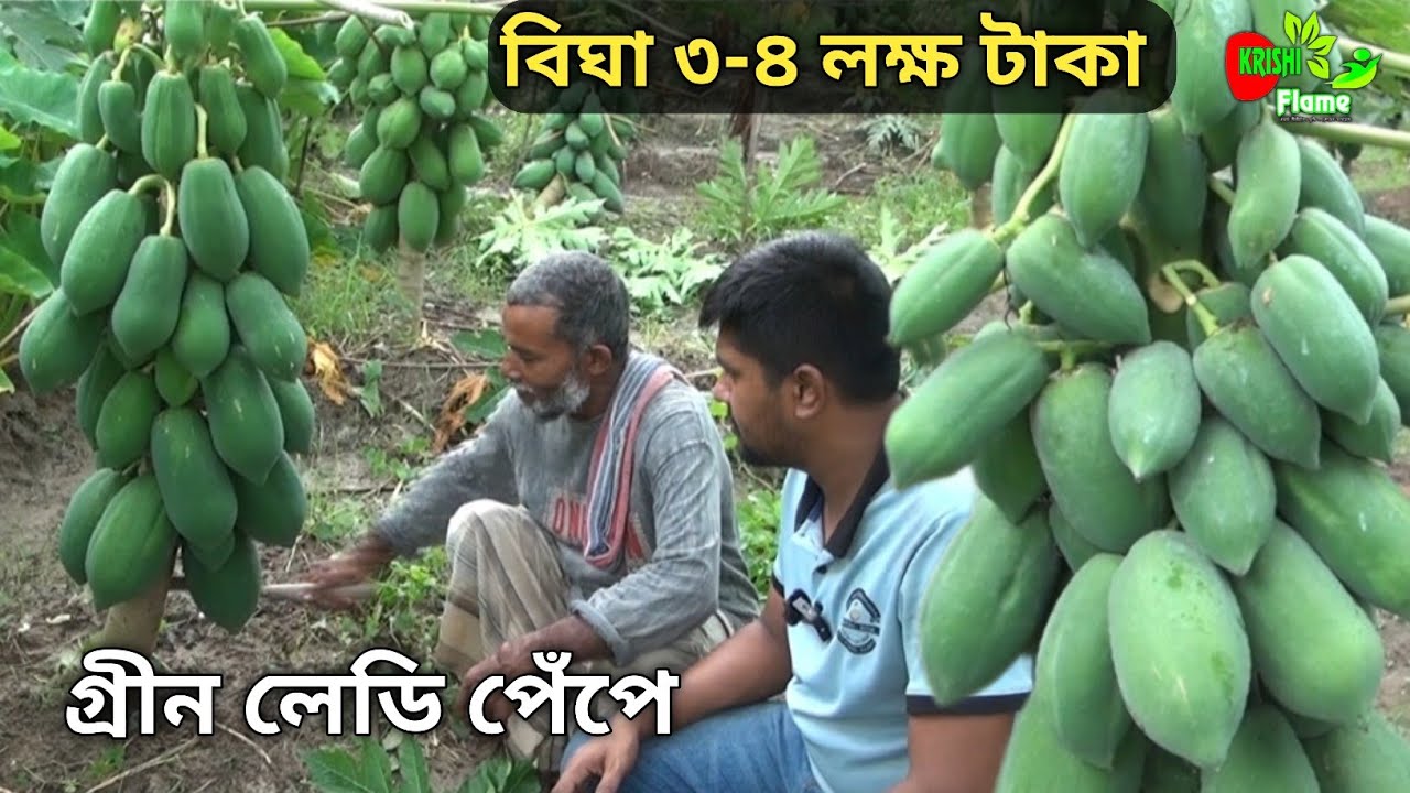 বিঘা ৩-৪ লক্ষ টাকা গ্রীন লেডি পেঁপে বাম্পার ফলন 