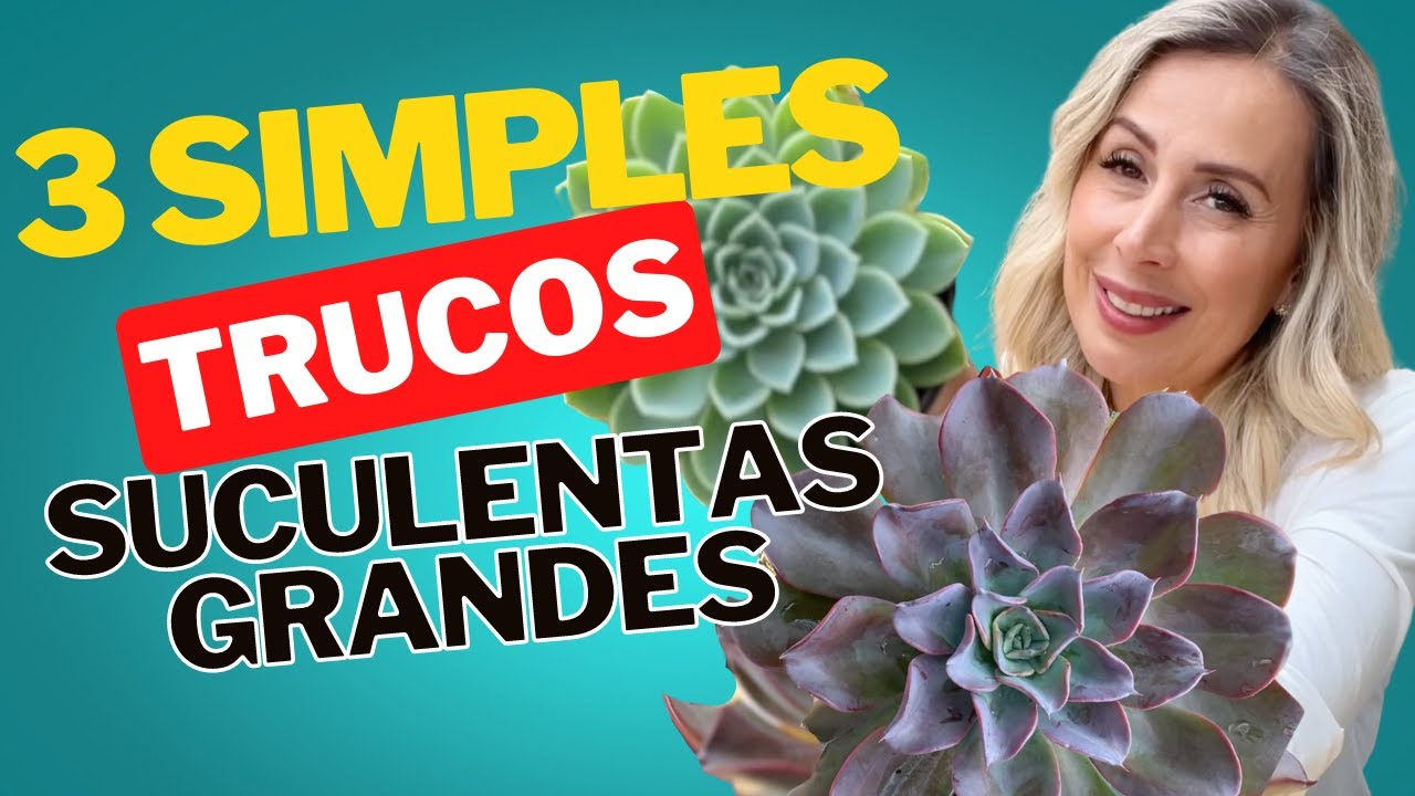 3 trucos para crecer tus suculentas grandes y rápido